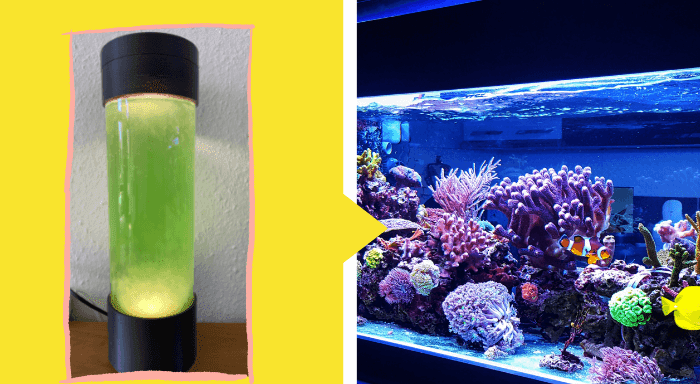 Planktonlampe